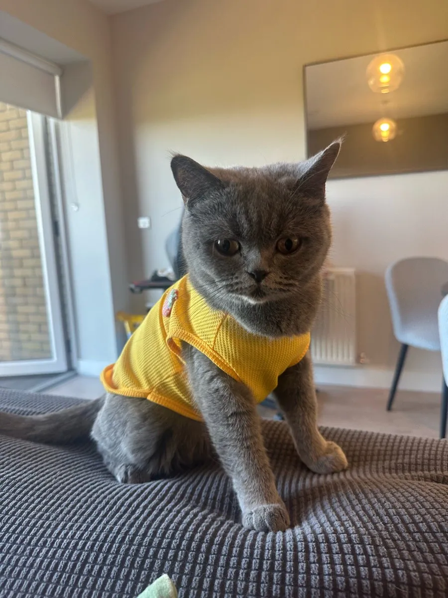 British shorthair female - Image 4