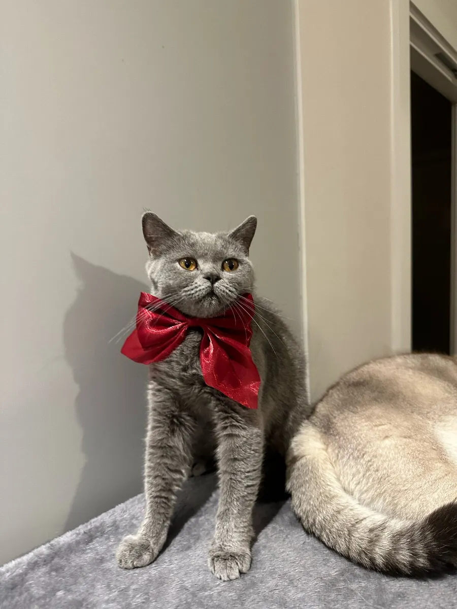 British shorthair female - Image 1