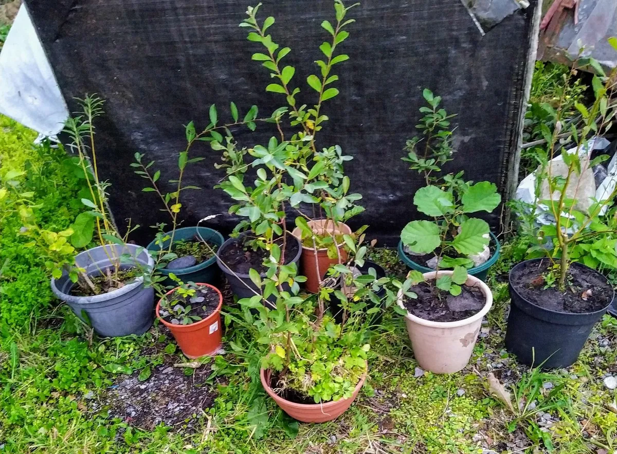 Native potted willows - Image 1