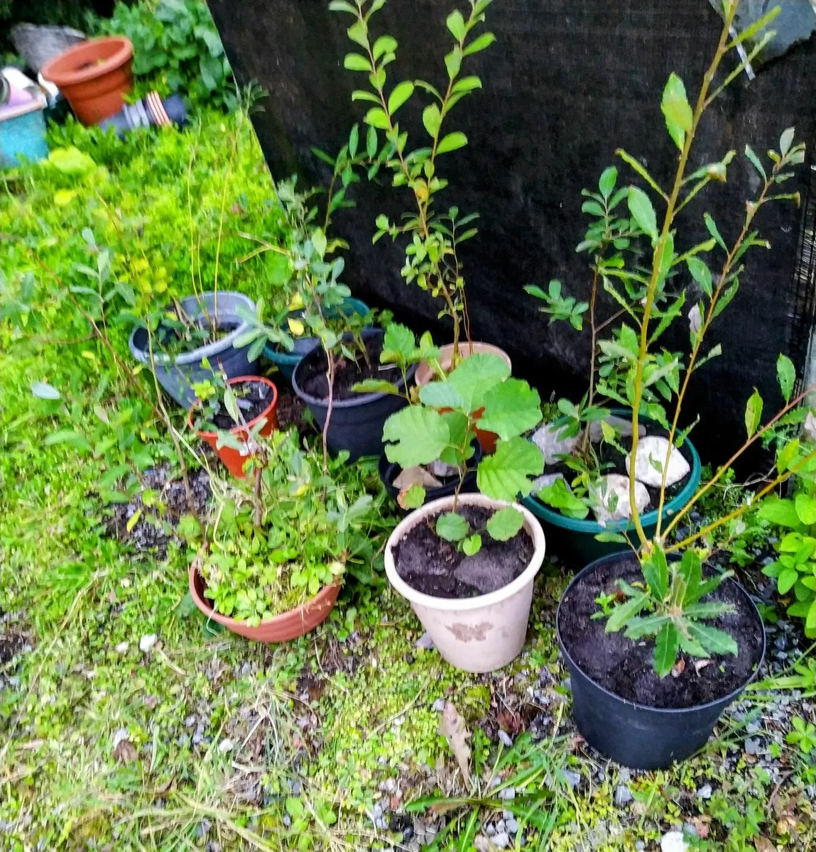 Native potted willows - Image 2