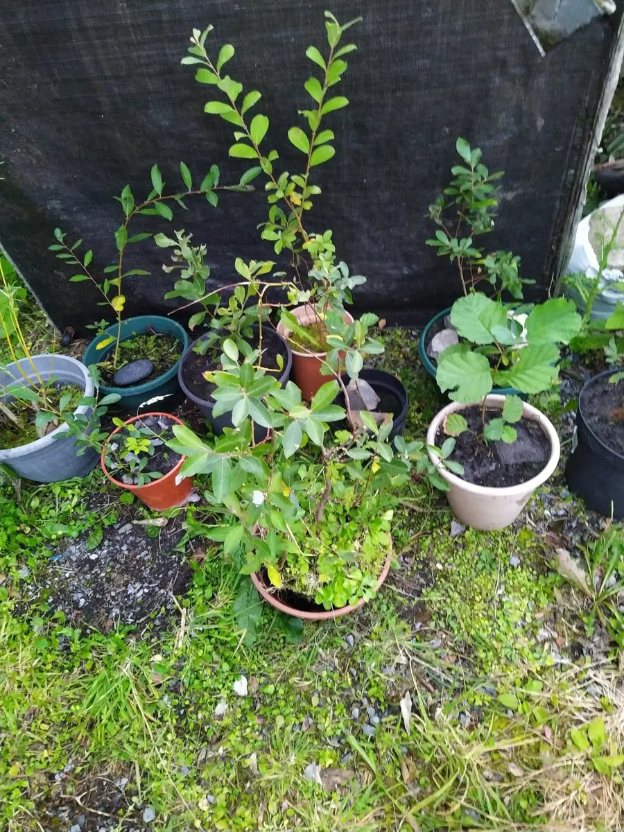 Native potted willows - Image 3