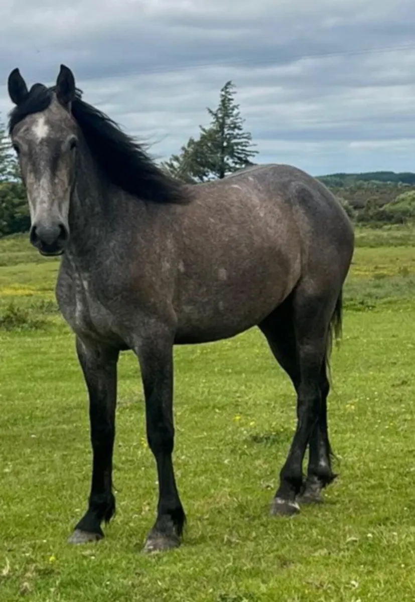 DRAFT X COB - Image 1