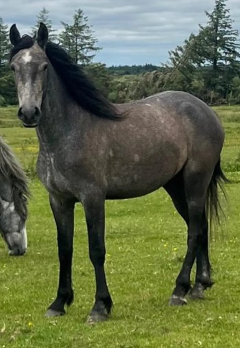 DRAFT X COB - Image 2