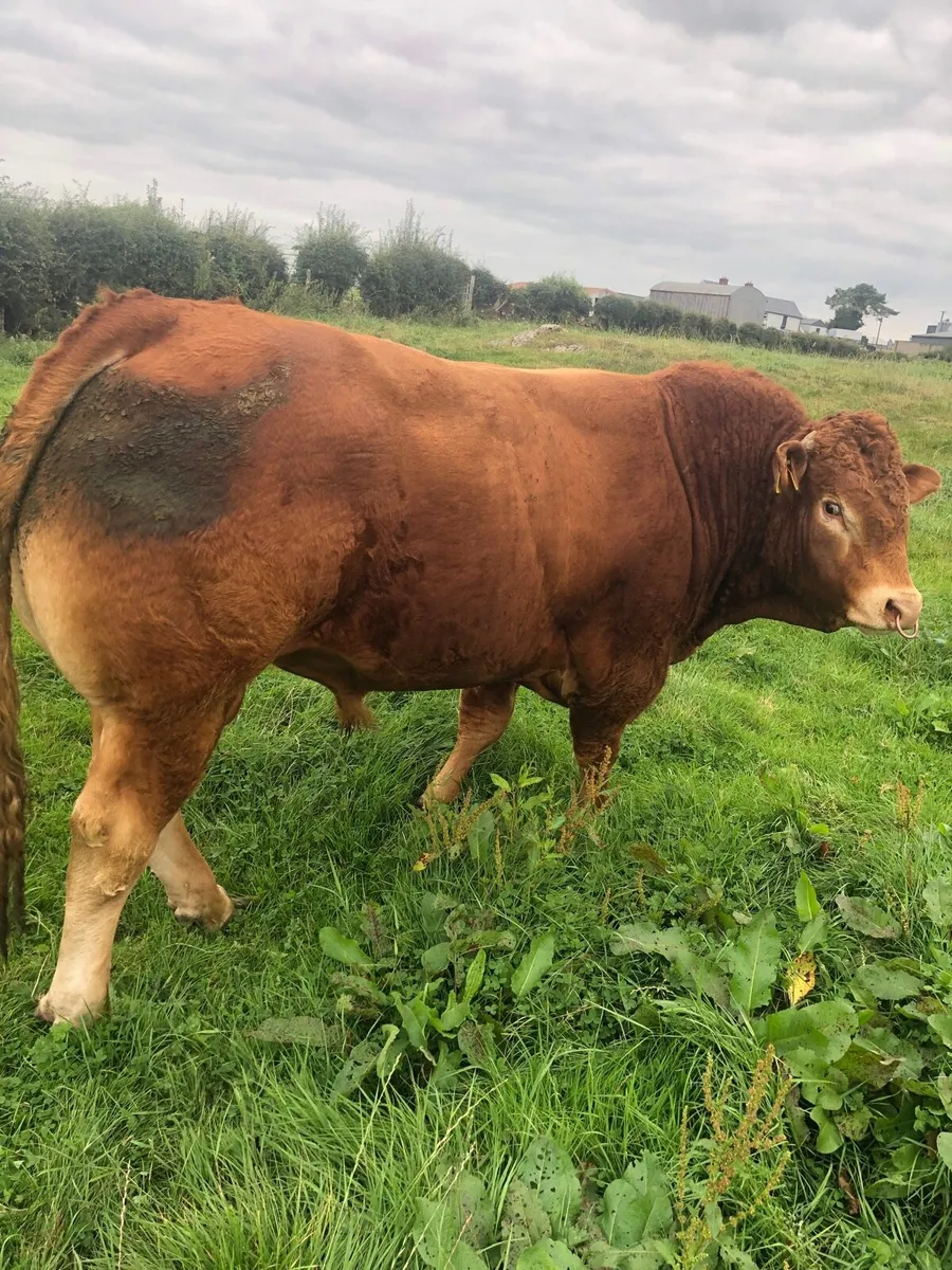 Pure bred limousine bull - Image 1