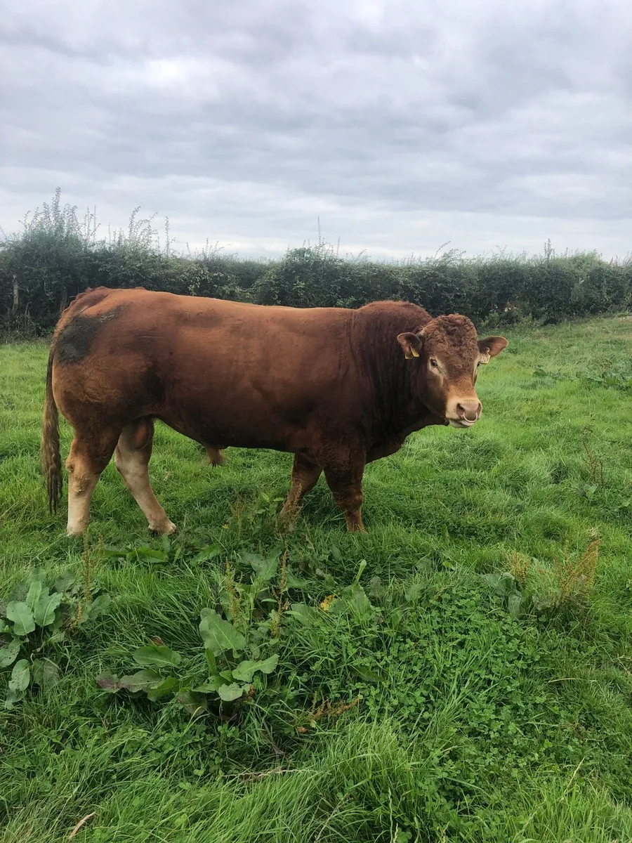 Pure bred limousine bull - Image 2