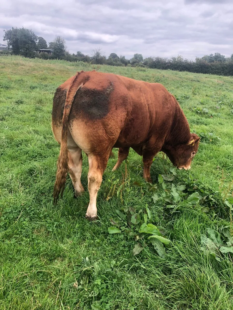 Pure bred limousine bull - Image 3