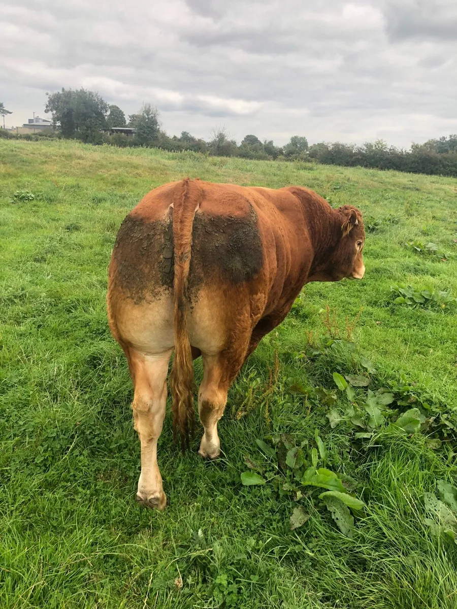 Pure bred limousine bull - Image 4