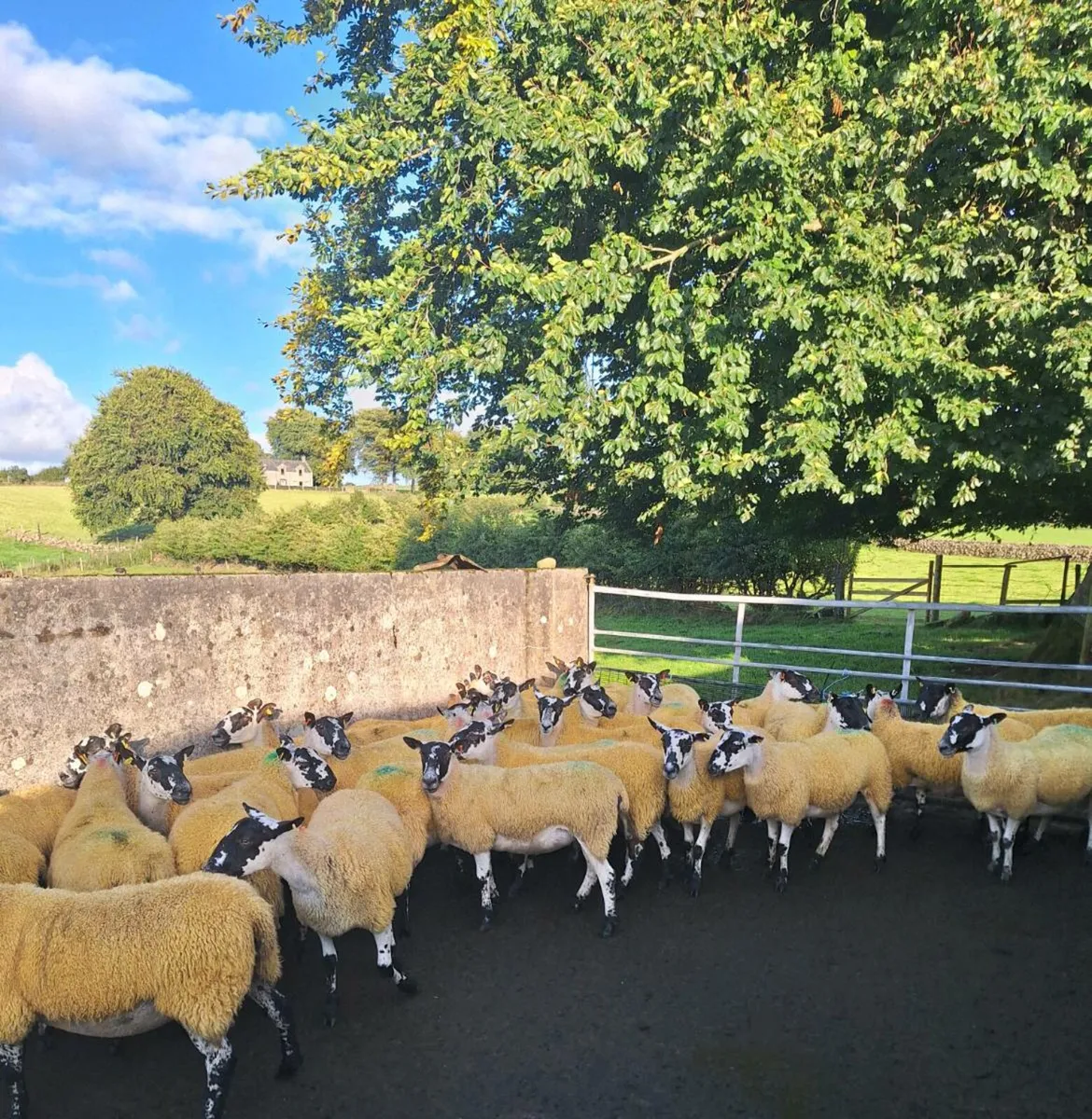 Mule hoggets - Image 1