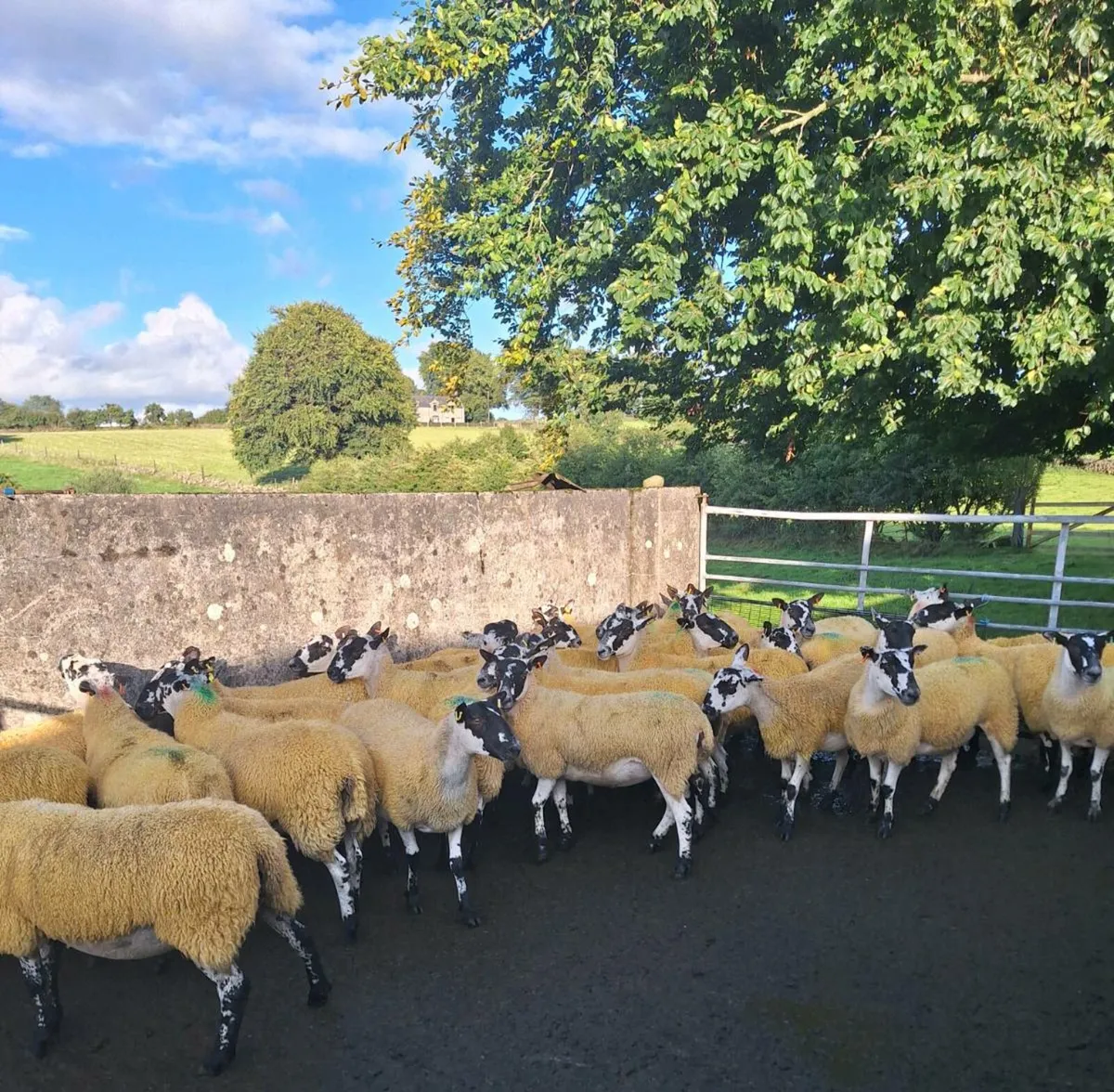 Mule hoggets - Image 2