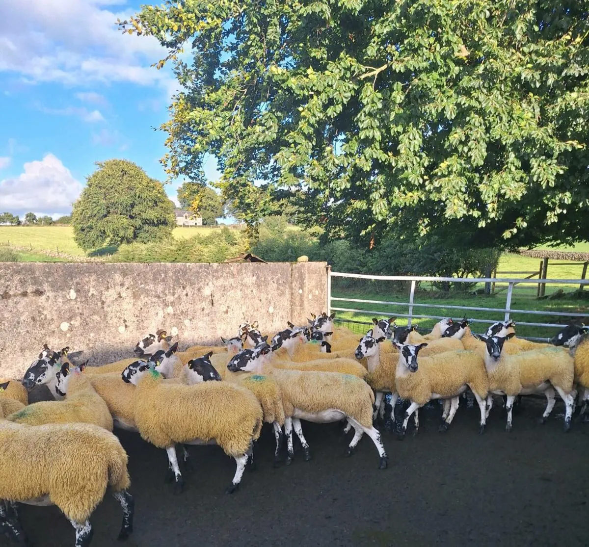 Mule hoggets - Image 3