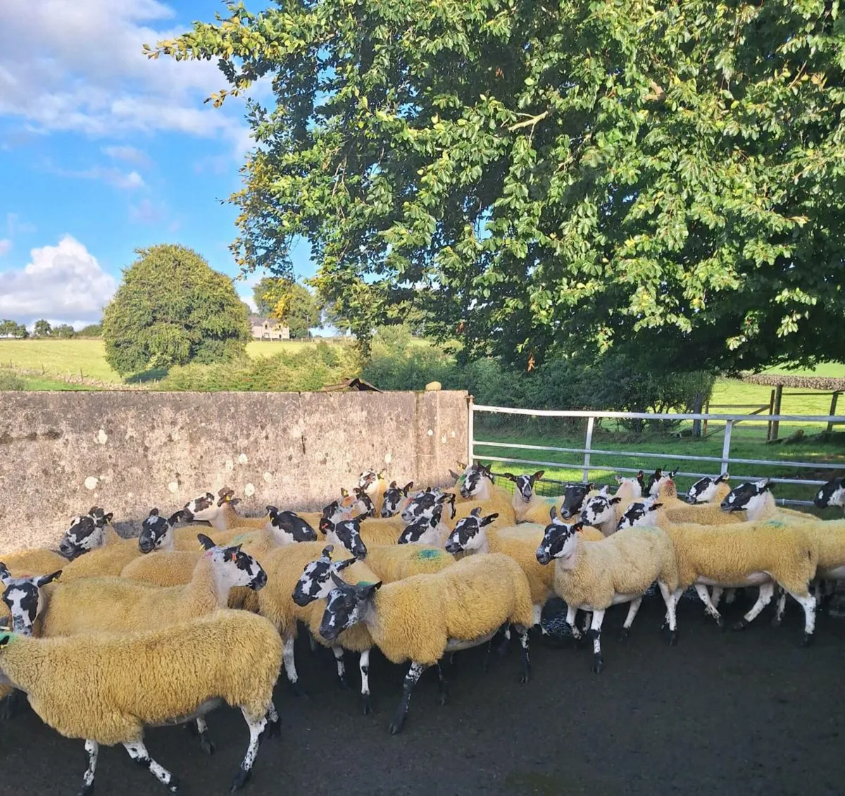 Mule hoggets - Image 4