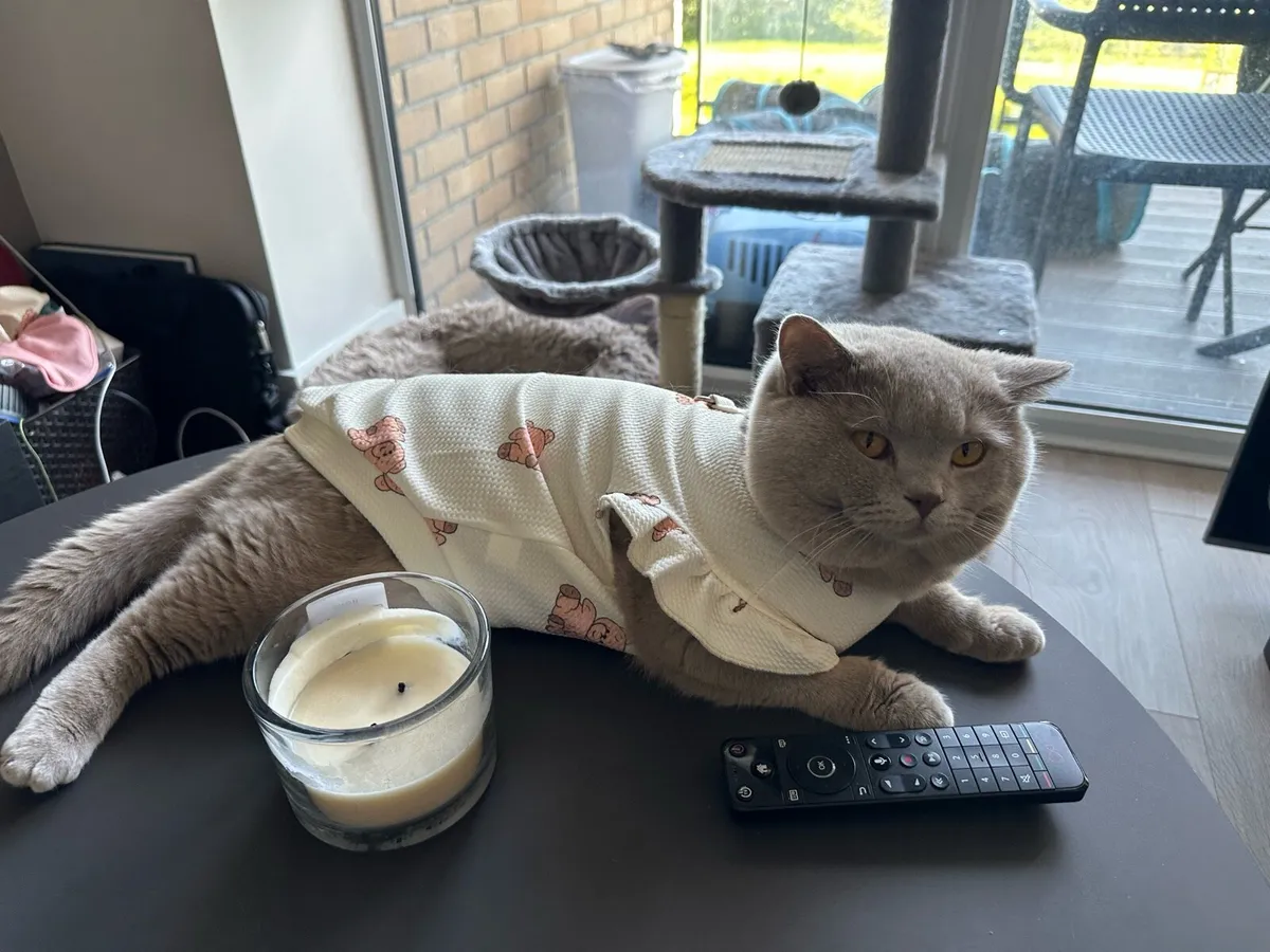 British Shorthair Cat - Image 1