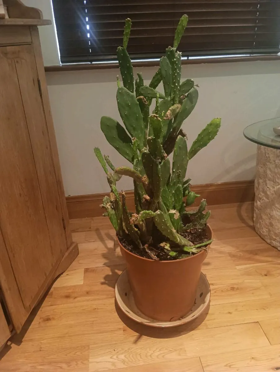 Beautiful cactus, very big - Image 1