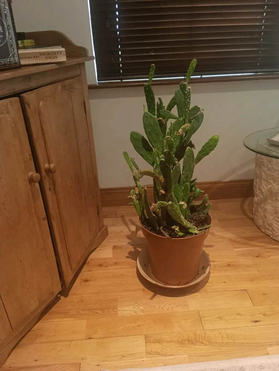 Beautiful cactus, very big - Image 2