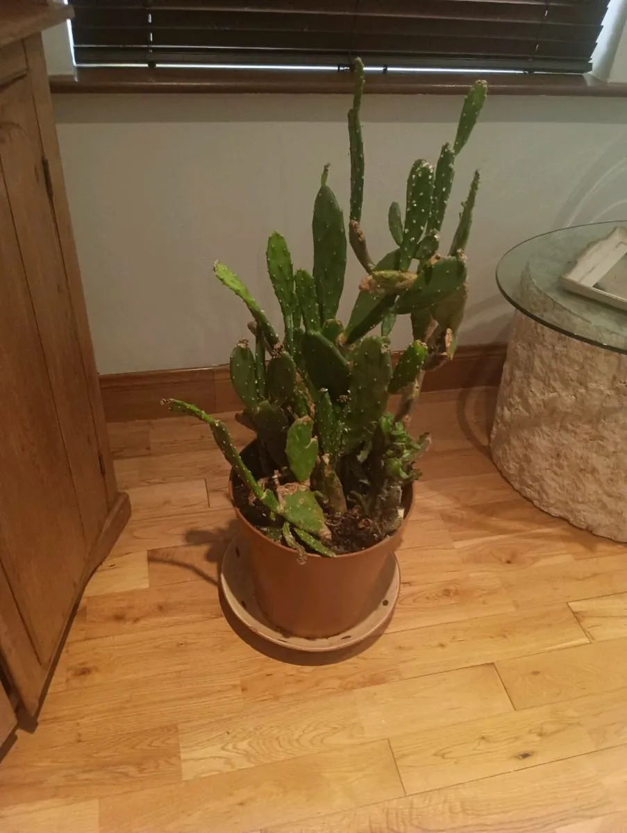 Beautiful cactus, very big - Image 3