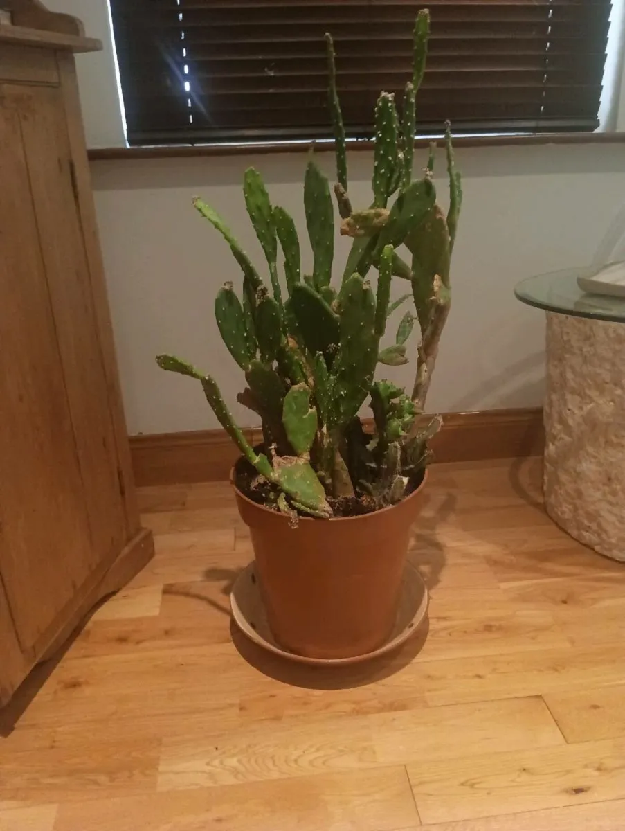 Beautiful cactus, very big - Image 4
