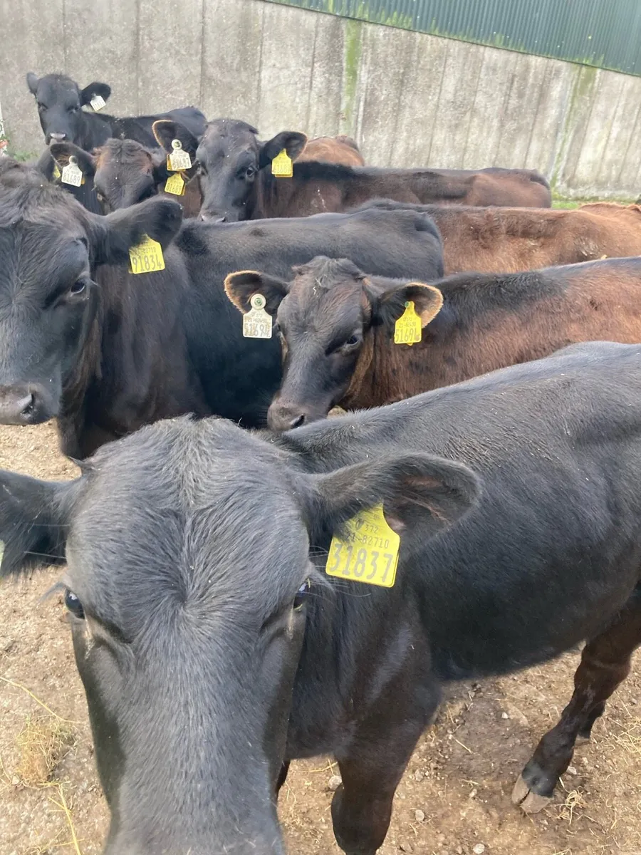 SUPER QUALITY AA BULL WEANLINGS - Image 2