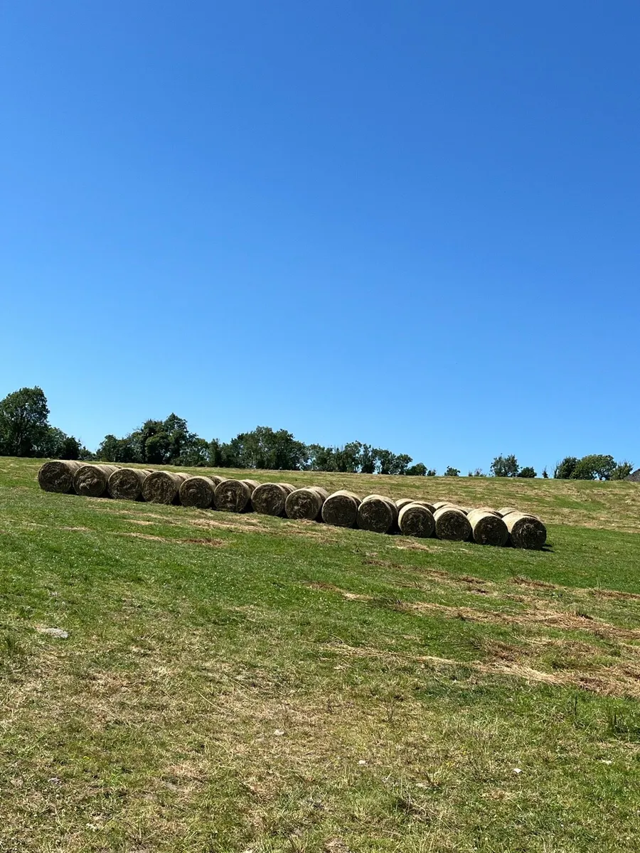 Round bales of rushes - Image 1