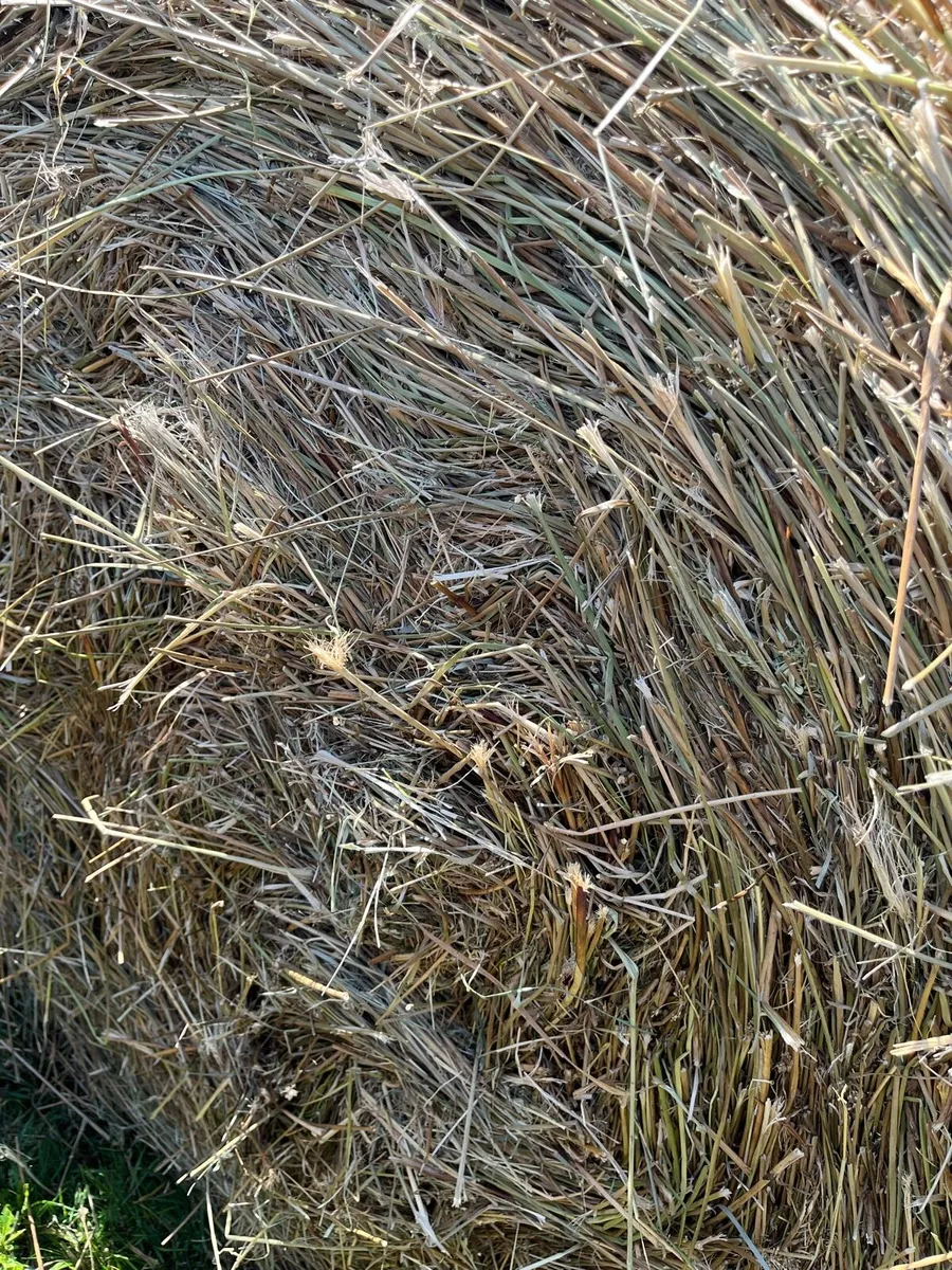 Round bales of rushes - Image 2