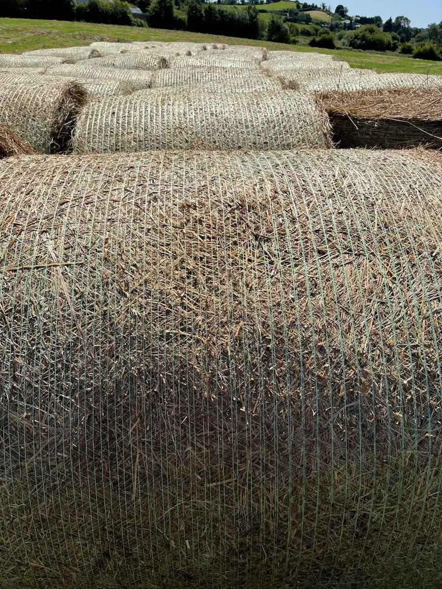 Round bales of rushes - Image 3