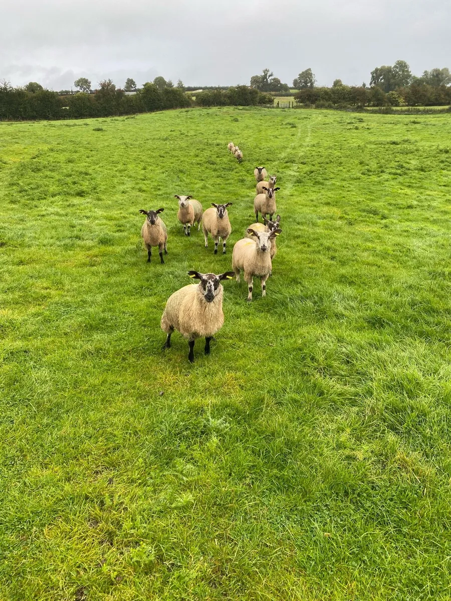 12 Ewe lambs - Image 3