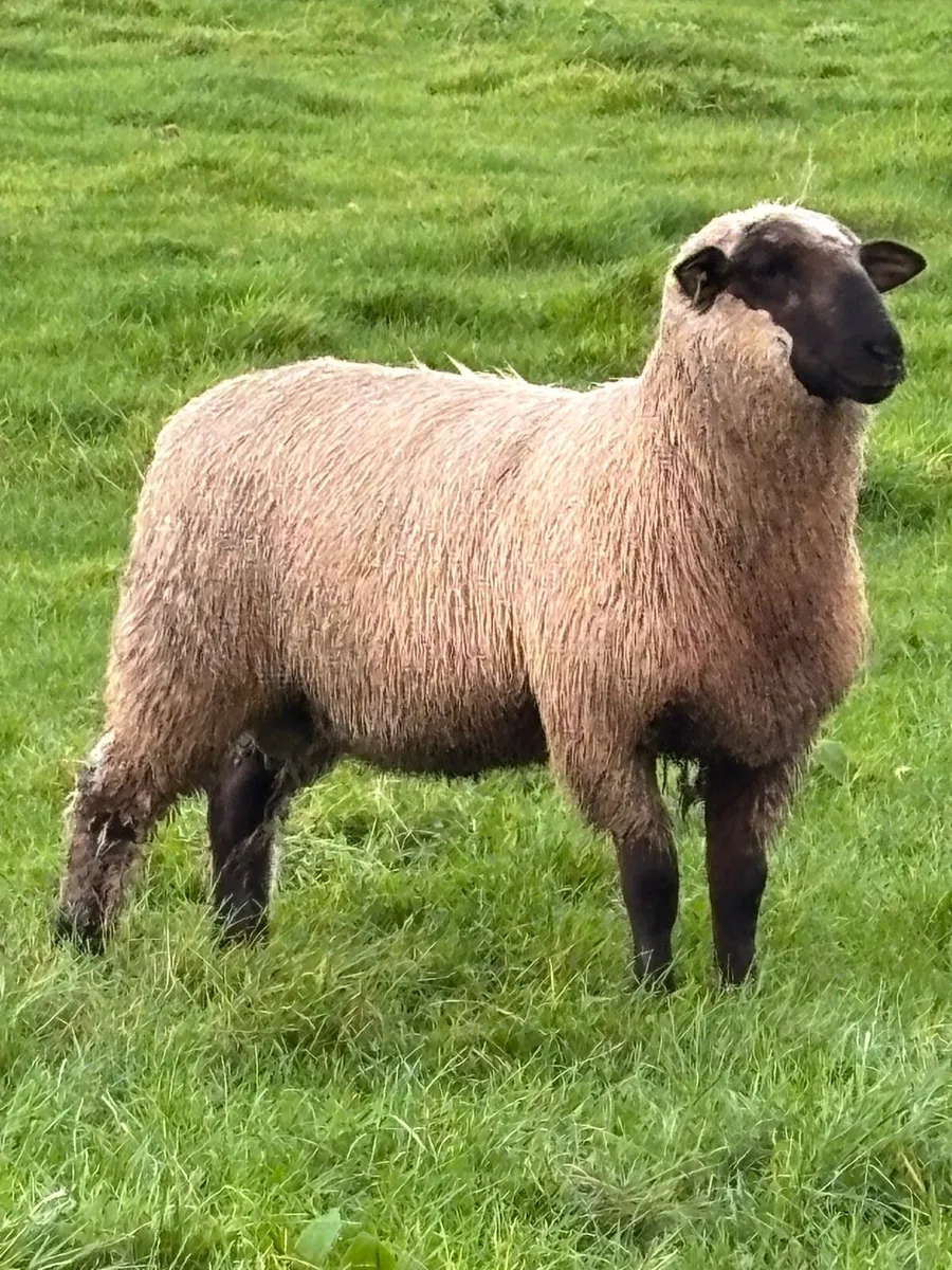 Schwarkopf Ram lamb - Image 1