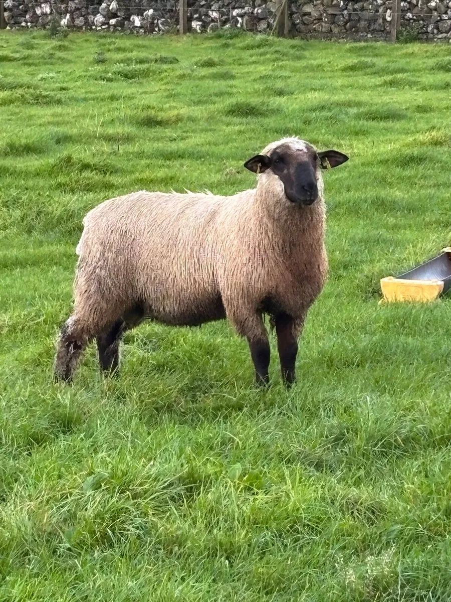 Schwarkopf Ram lamb - Image 2