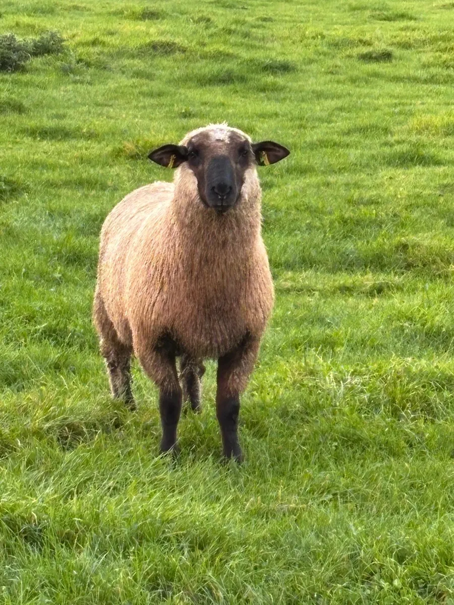 Schwarkopf Ram lamb - Image 3