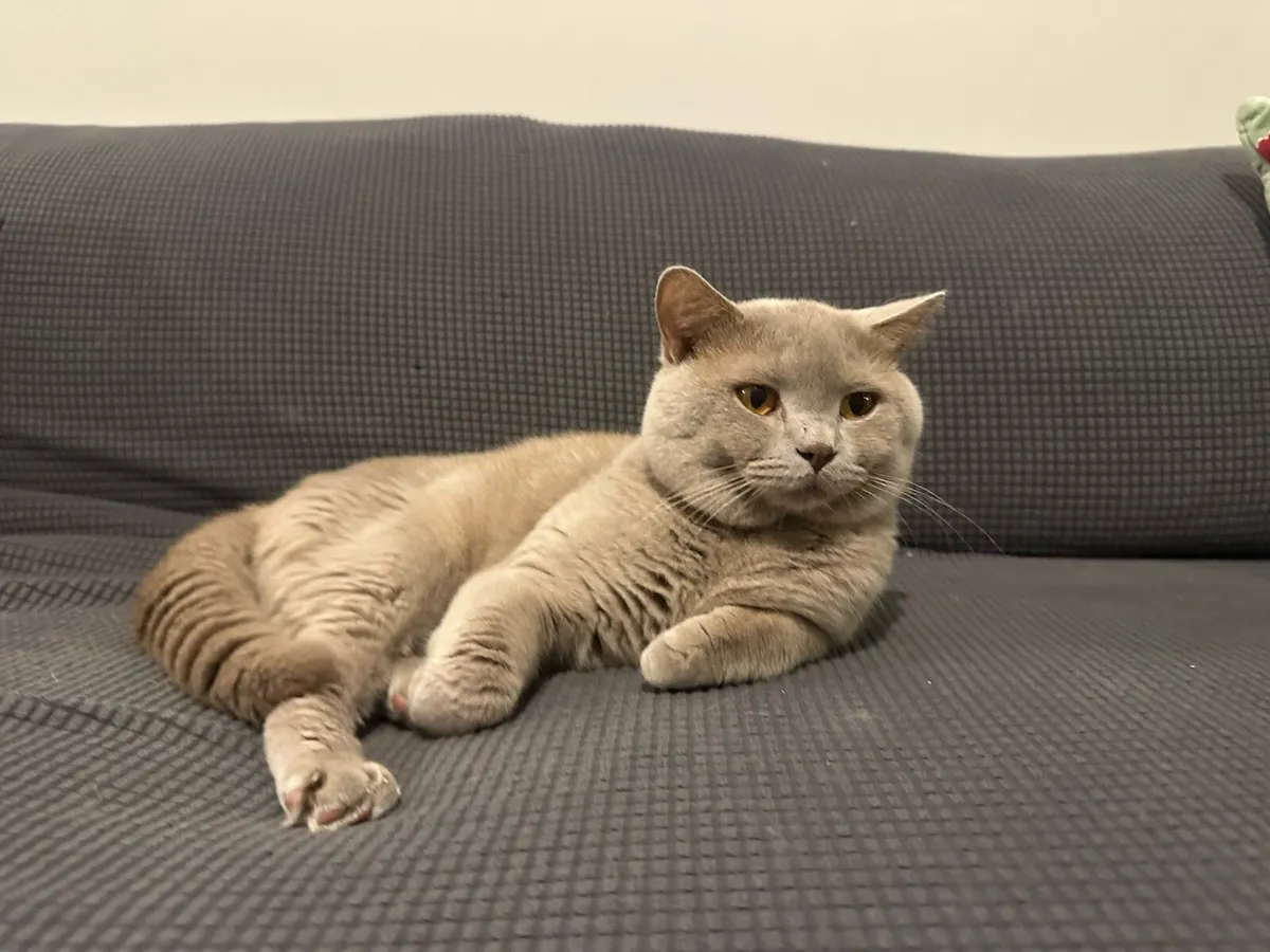 British Shorthair Cat - Image 2