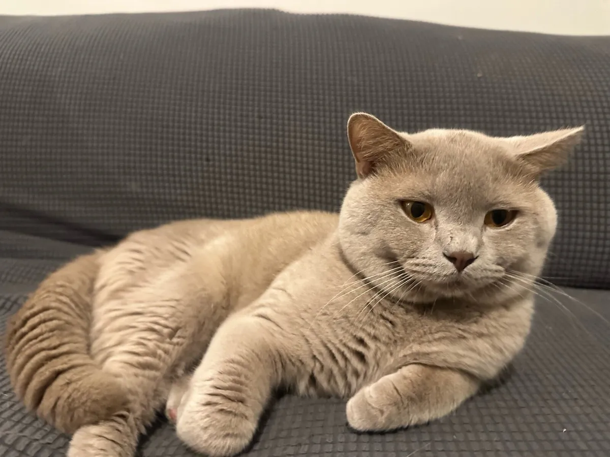 British Shorthair Cat - Image 3