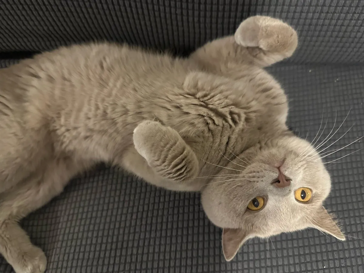 British Shorthair Cat - Image 4