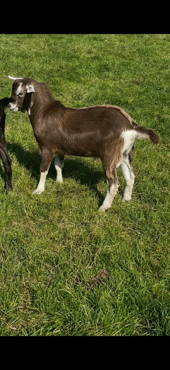 CLASS YOUNG BIG MALE BILLY BUCK GOAT & WELL BRED - Image 3