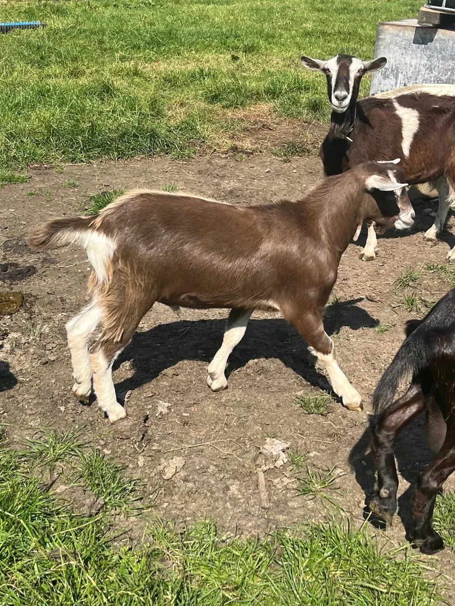 CLASS YOUNG BIG MALE BILLY BUCK GOAT & WELL BRED - Image 2