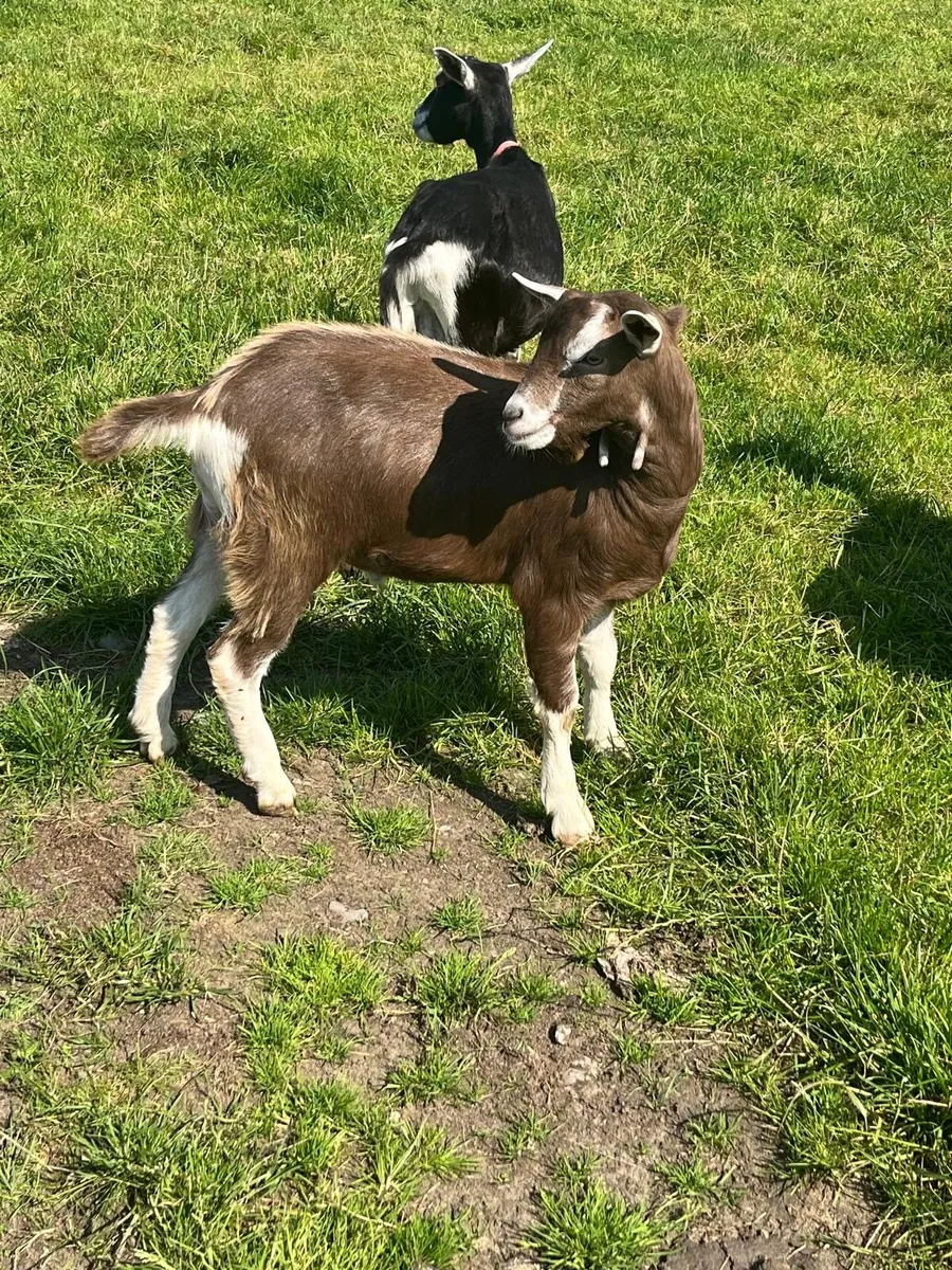 CLASS YOUNG BIG MALE BILLY BUCK GOAT & WELL BRED - Image 4