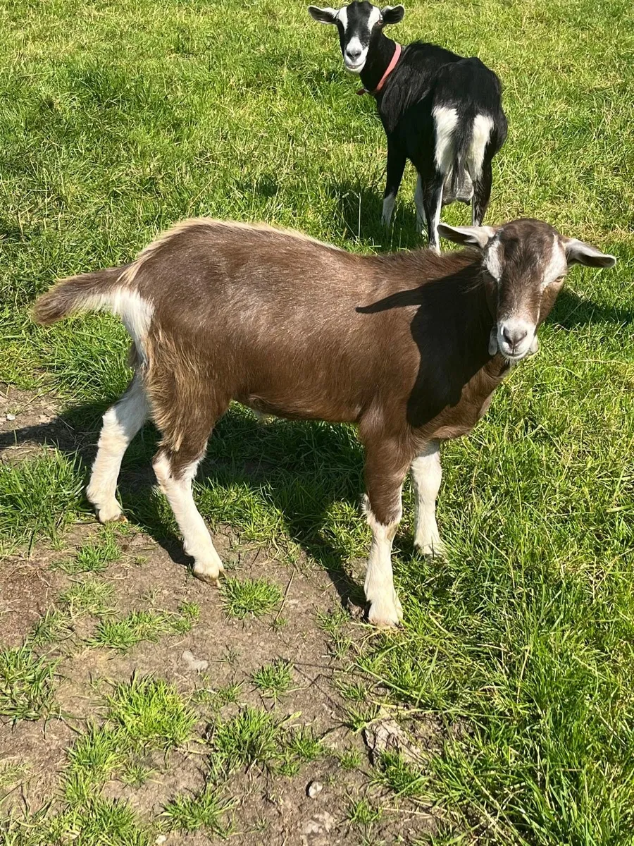 CLASS YOUNG BIG MALE BILLY BUCK GOAT & WELL BRED - Image 1