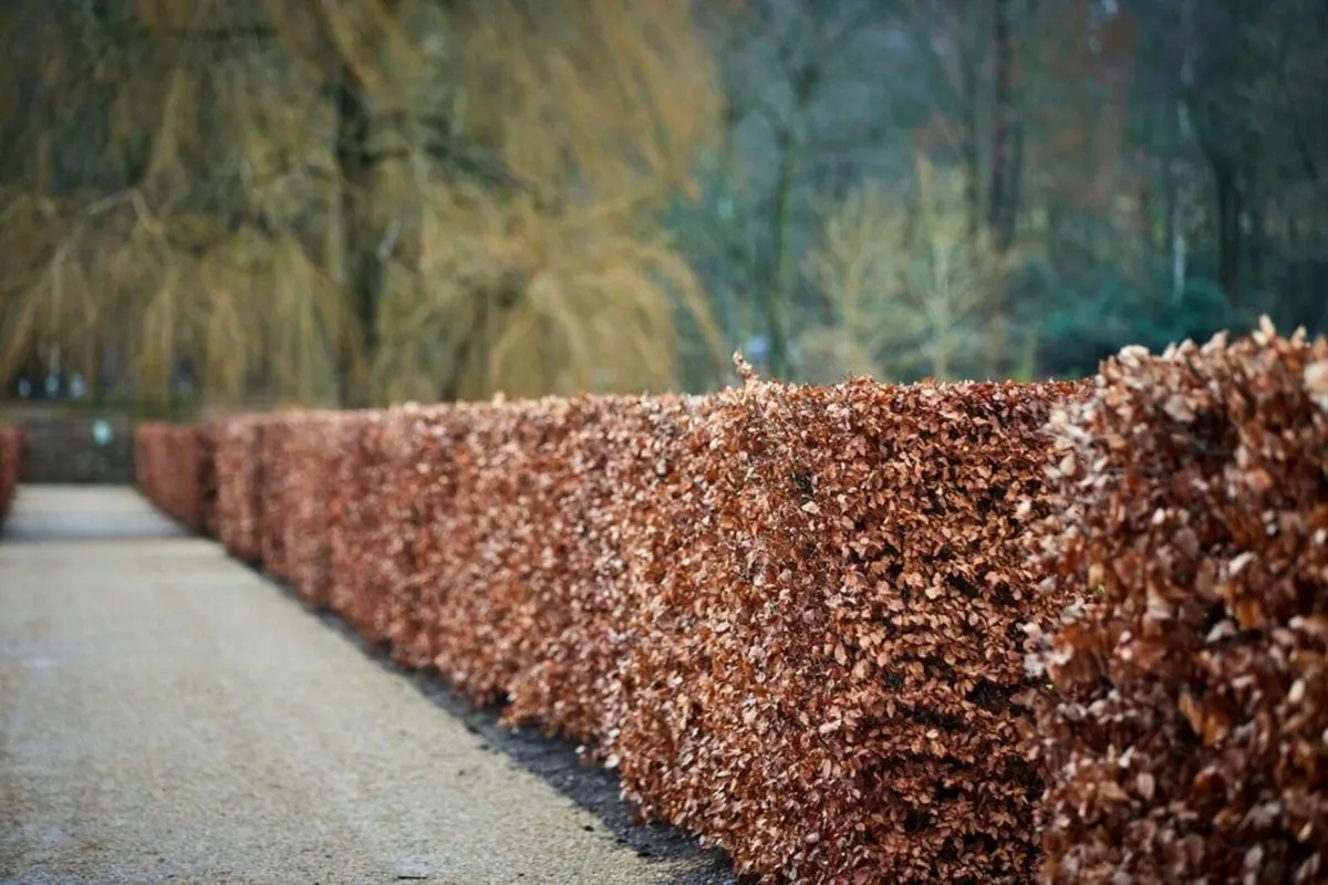 Hedge Cutting, Garden Maintenance - Image 1