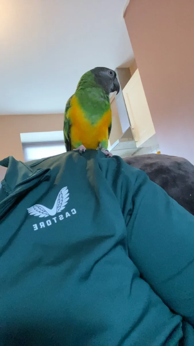 Senegal Parrot - Image 1