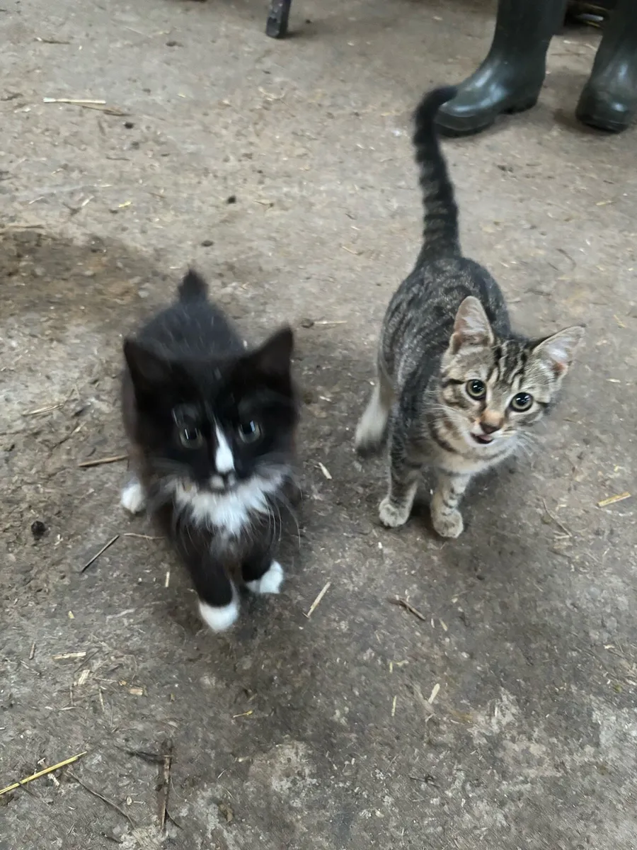 2 Kittens free to good home - Image 1