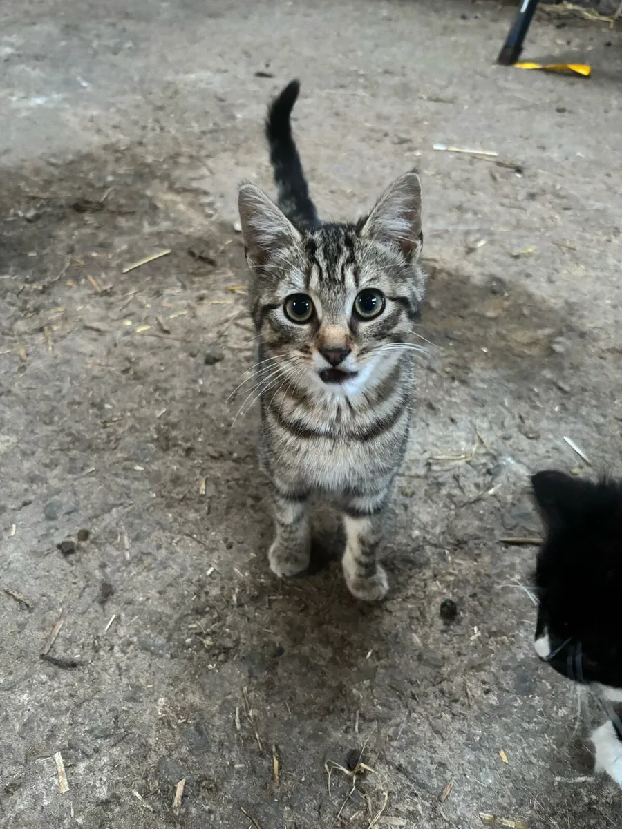 2 Kittens free to good home - Image 2