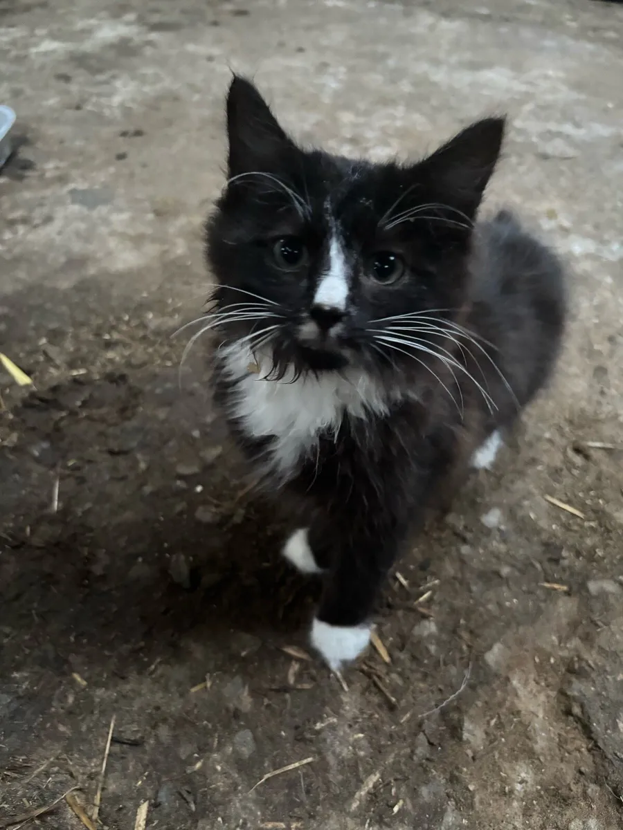 2 Kittens free to good home - Image 3