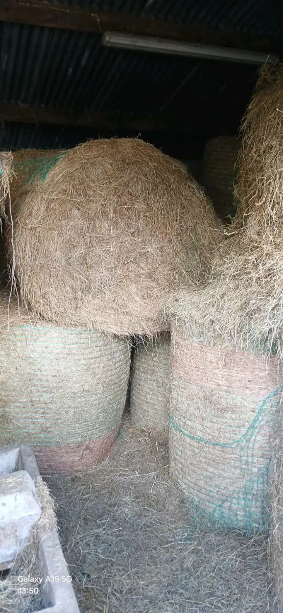 Round bales of hay