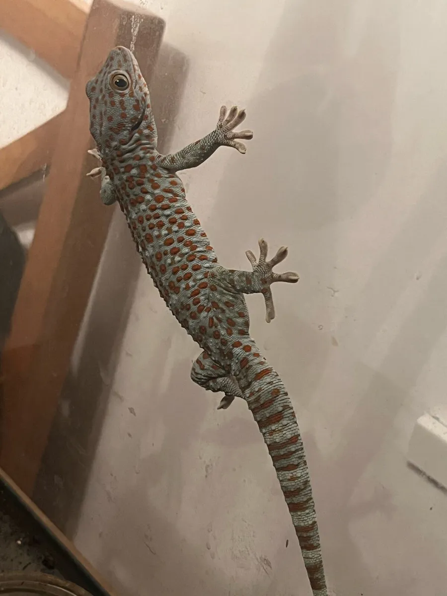 Tokay gecko - Image 2