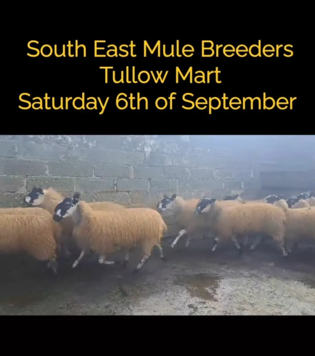 Super Mule Ewe Lambs - Tullow 6th of Sept - Image 1