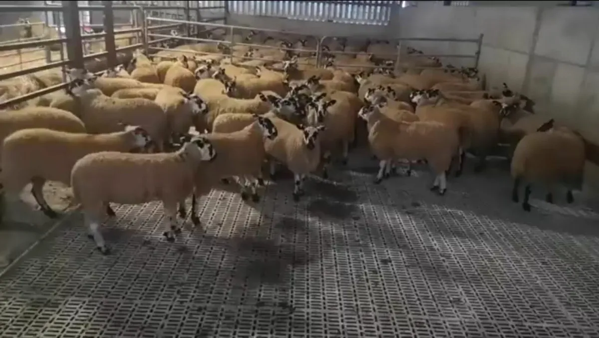 Super Mule Ewe Lambs - Tullow 6th of Sept - Image 2