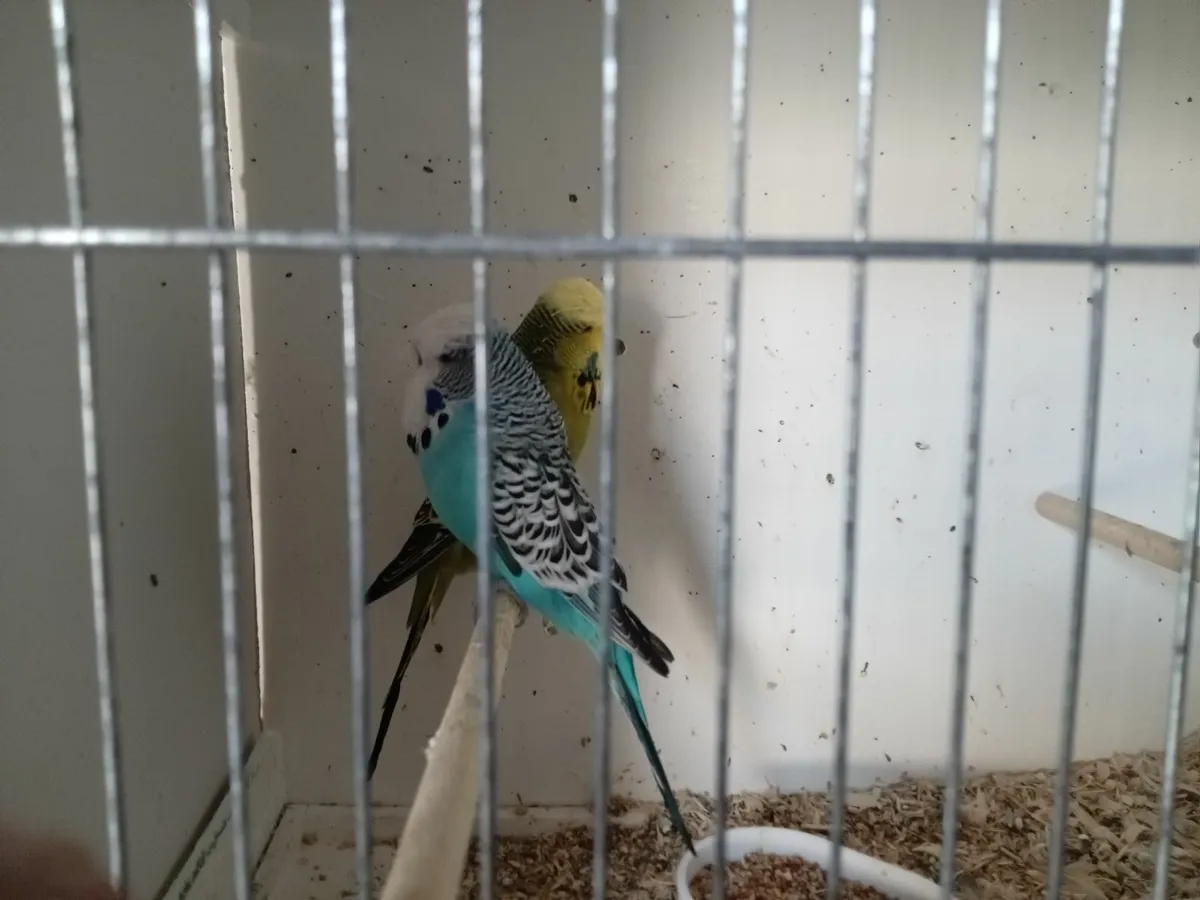 Budgies - Image 3