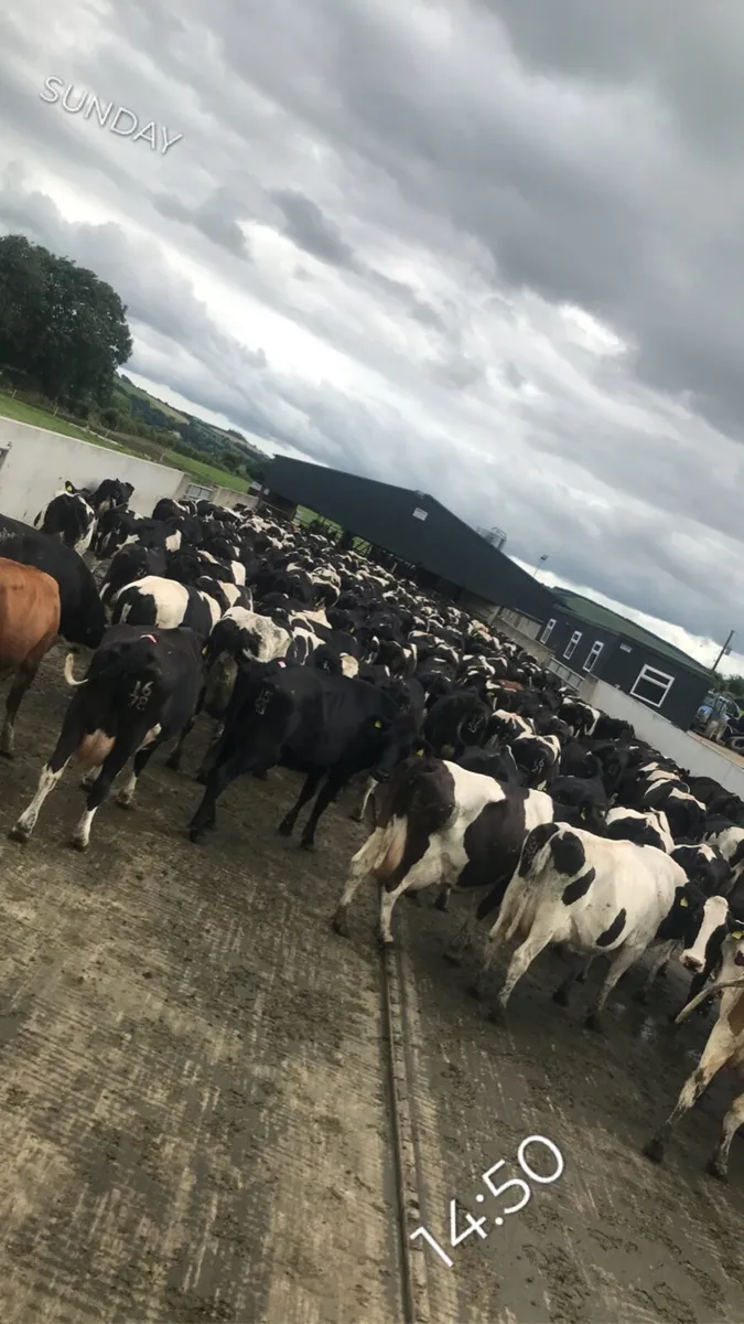 Dairy farm worker available