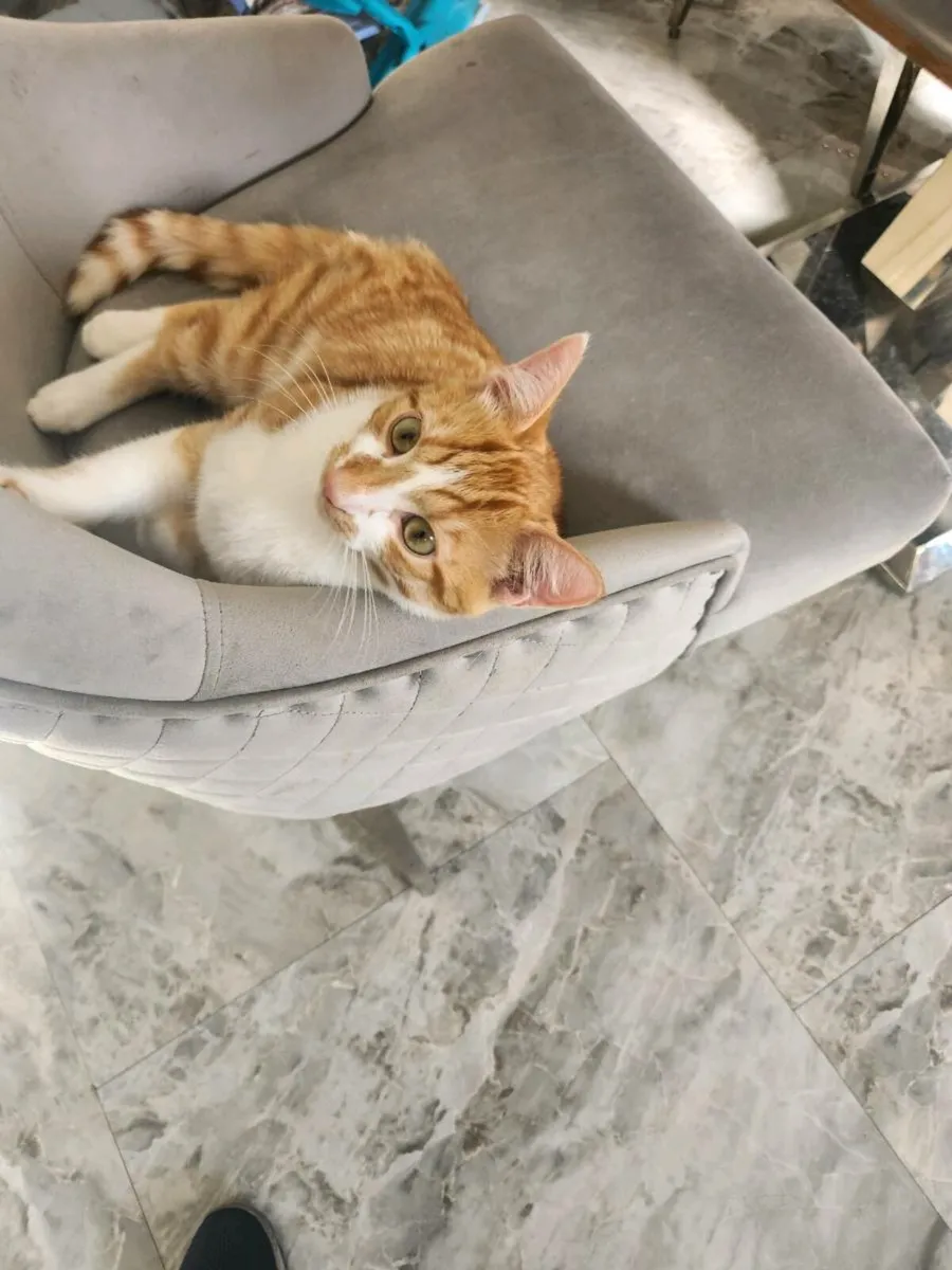 Kitten ( Free) - Image 1