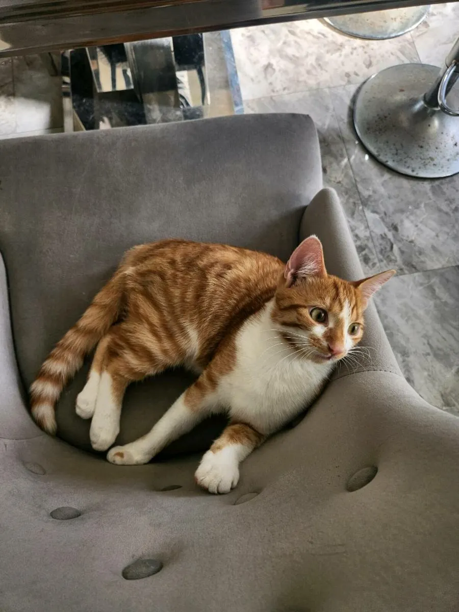 Kitten ( Free) - Image 2