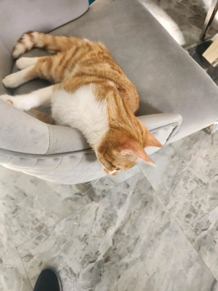 Kitten ( Free) - Image 3