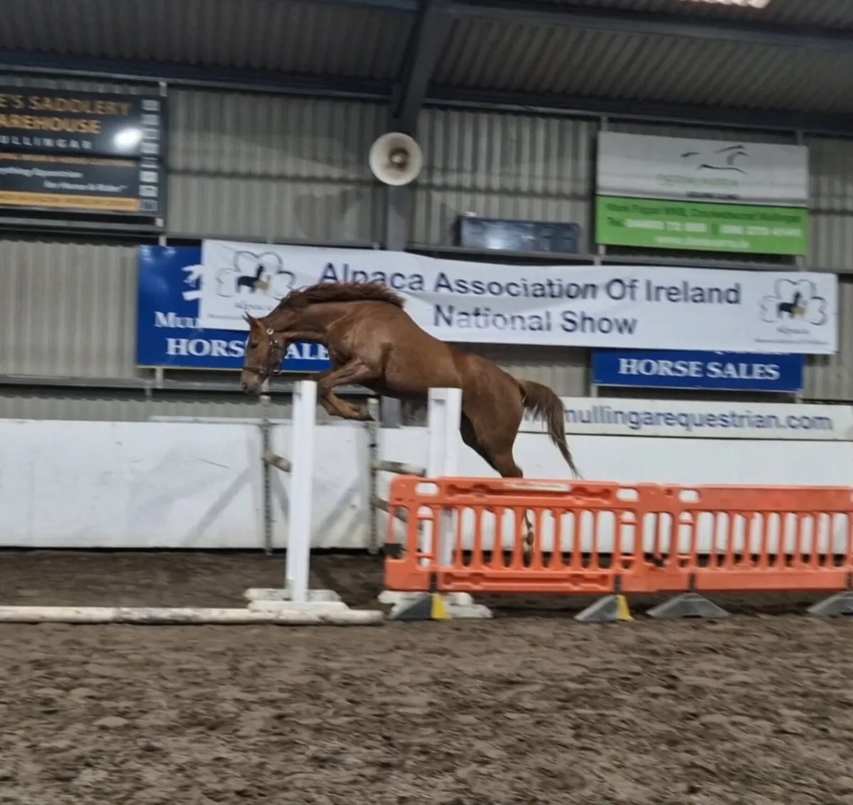 Super Potential 4 year old Tyson Filly - Image 1